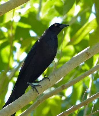 File:Giant Cowbird (Molothrus oryzivorus) (30926142024).jpg