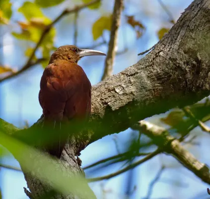 File:Great Rufous Woodcreeper (Xiphocolaptes major) (30926679514).jpg