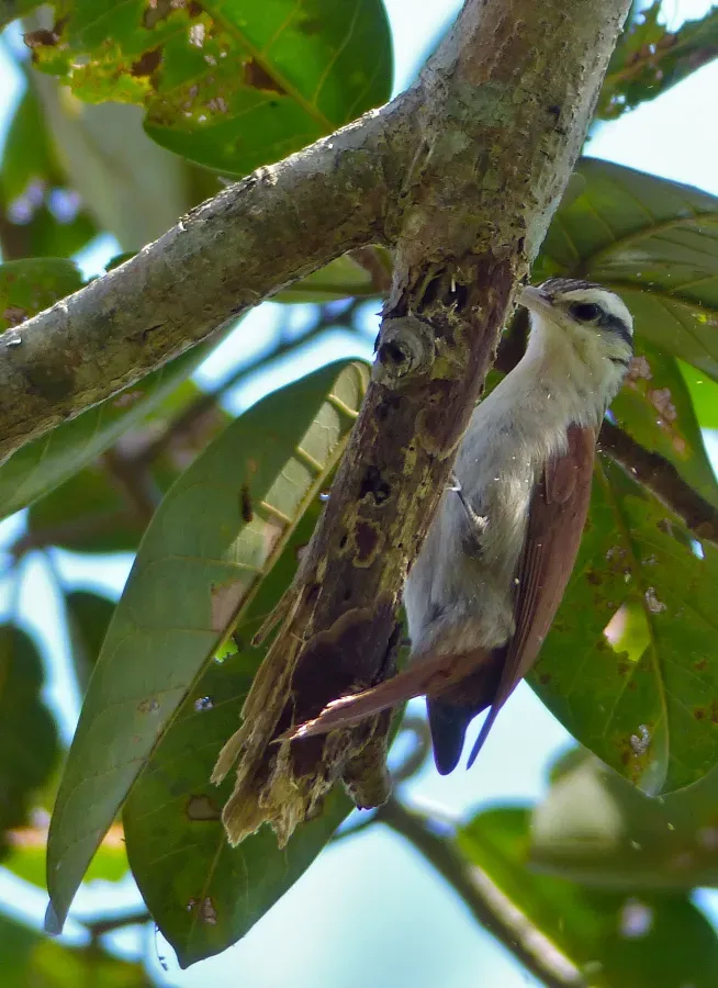 File:Narrow-billed Woodcreeper (Lepidocolaptes angustirostris) (31652196371).jpg