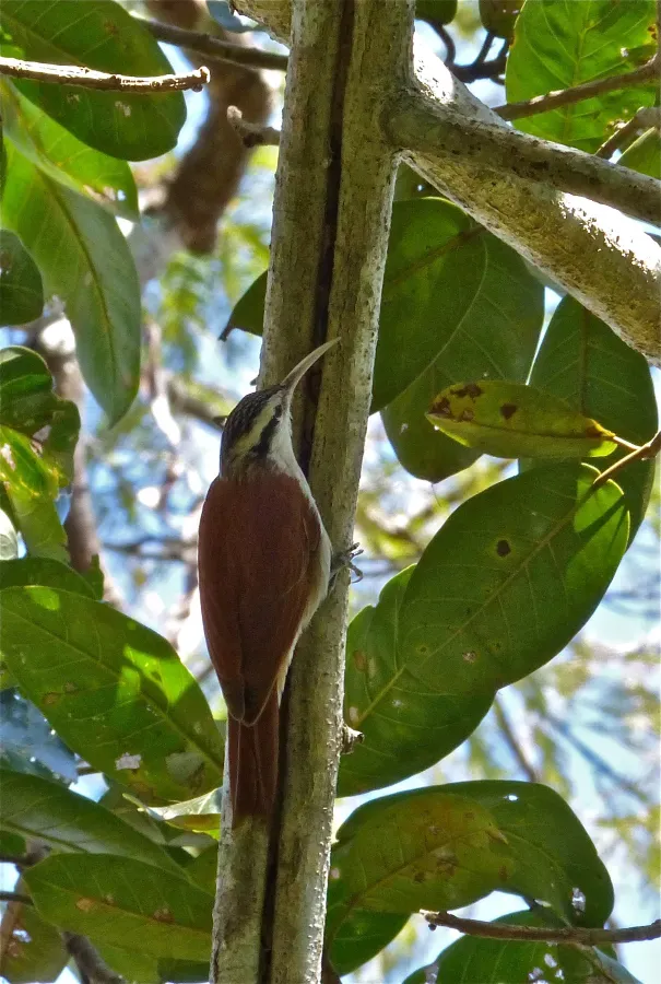 File:Narrow-billed Woodcreeper (Lepidocolaptes angustirostris) (31768157235).jpg