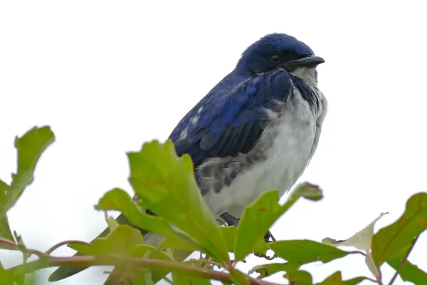 File:Grey-breasted Martin (Progne chalybea) (28947640005).jpg