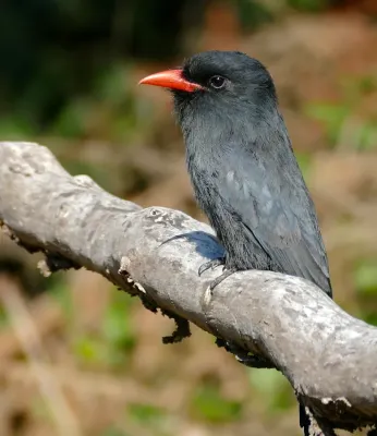 File:Black-fronted Nunbird (Monasa nigrifrons) (30705340434).jpg