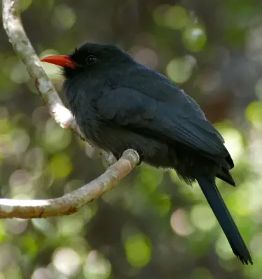 File:Black-fronted Nunbird (Monasa nigrifrons) (31511093086).jpg