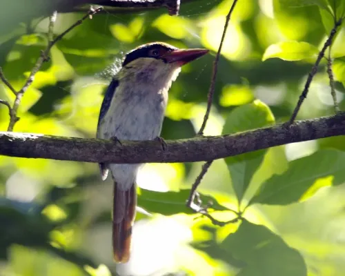 File:Lilac-cheeked Kingfisher (Cittura cyanotis).jpg