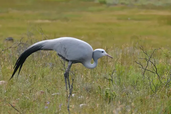 File:Blue Crane (Anthropoides paradiseus) (32442275290).jpg
