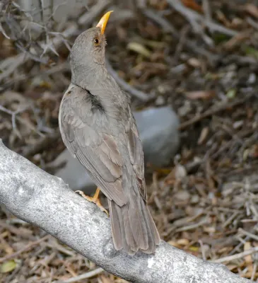 File:Karoo Thrush (Turdus smithi) (31967803894).jpg