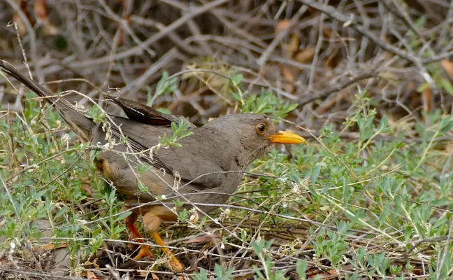 File:Karoo Thrush (Turdus smithi) (32687497421).jpg