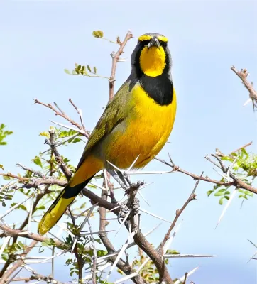 File:Bokmakierie Bushshrike (Telophorus zeylonus) (32800246665).jpg