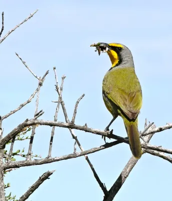 File:Bokmakierie Bushshrike (Telophorus zeylonus) (31985822773).jpg