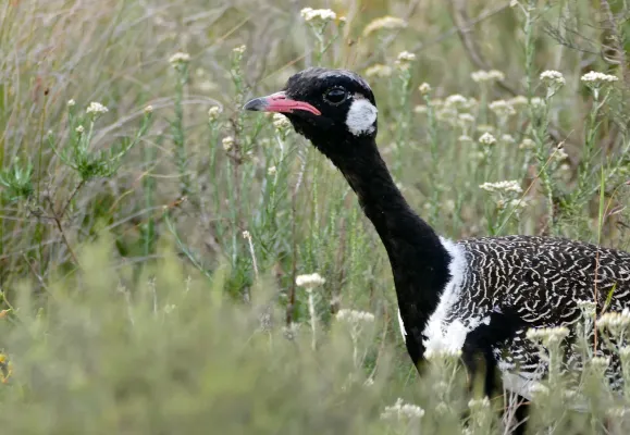 File:Southern Black Korhaan (Afrotis afra) male (31992155464).jpg