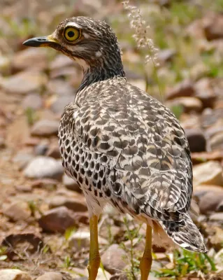 File:Spotted Thick-knee (Burhinus capensis) (32452706750).jpg