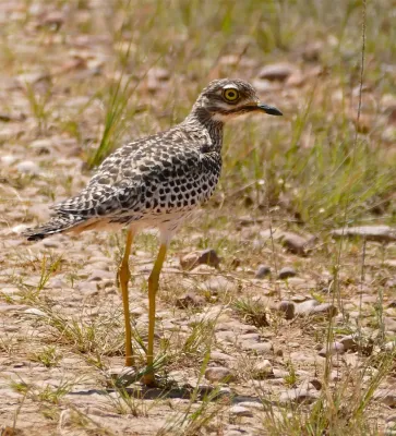 File:Spotted Thick-knee (Burhinus capensis) (32680086412).jpg