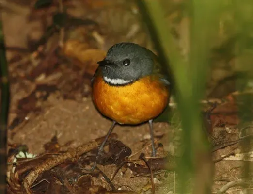 File:Swynnertonia swynnertoni, Seldomseen, Birding Weto, a.jpg