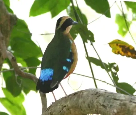 File:Pitta angolensis longipennis, Mosambiek, Birding Weto, a.jpg