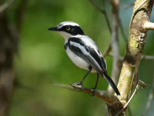 File:Batis soror, mannetjie, Panda, Birding Weto, a.jpg