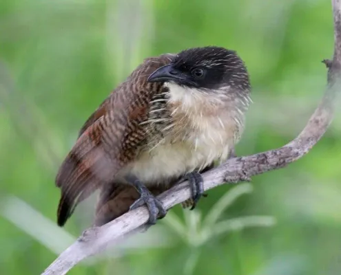 File:Centropus cupreicaudus subsp cupreicaudus, juv, Muhango-wildpark, Birding Weto, a.jpg