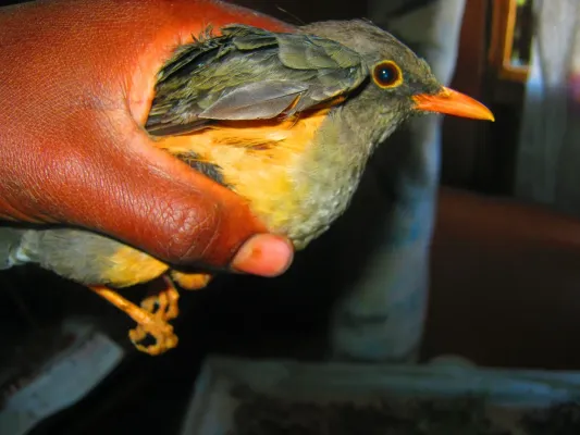 File:Turdus abyssinicus, East Africa.jpg