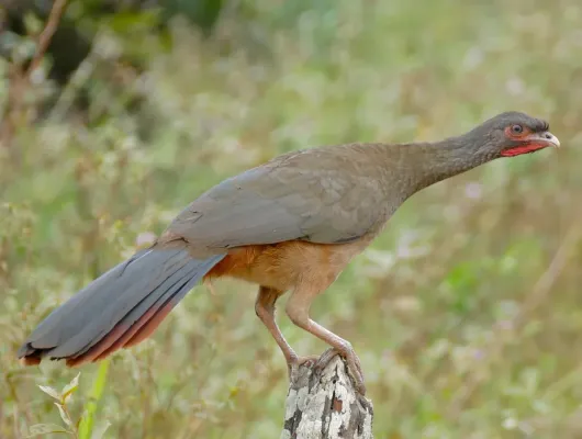 File:Chaco Chachalaca (Ortalis canicollis).jpg