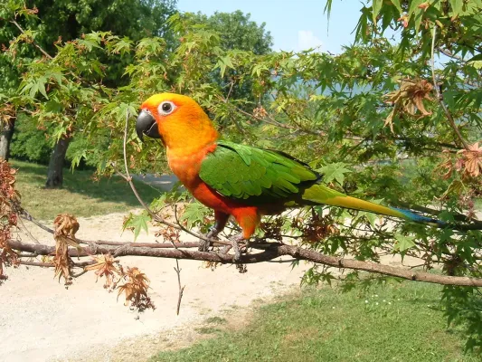 File:Aratinga Jandaya -in tree-8.jpg