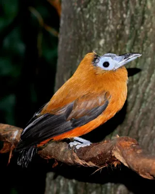 File:Capuchinbird - Perissocephalus tricolor.jpg