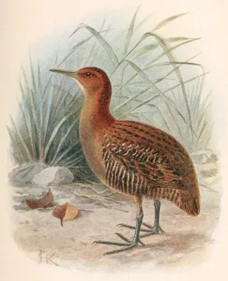 File:Lewinia muelleri.jpg
