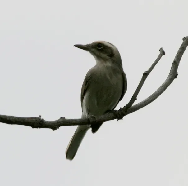 File:Common Woodshrike (Tephrodornis pondicerianus) in Narshapur, AP W IMG 1095.jpg
