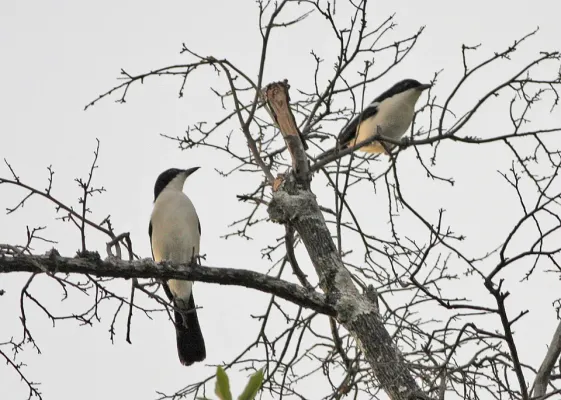 File:Laniarius bicolor.jpg