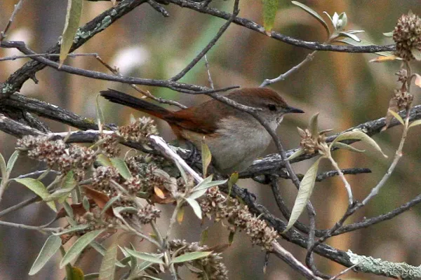 File:Asthenes dorbignyi.jpg