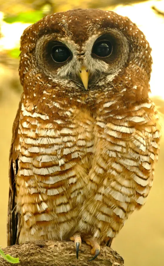 File:African Wood Owl (Strix woodfordii) captive ... (32170976033).jpg