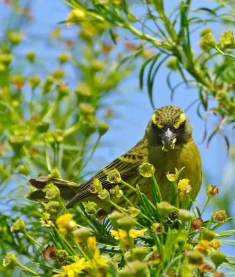 File:Forest Canary (Crithagra scotops) (32590918120).jpg