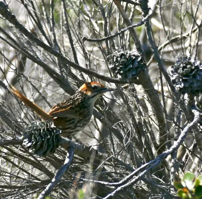 File:Cape Grassbird (Sphenoeacus afer) in burnt Conebush (Leucadendron sp.. (32913875166).jpg