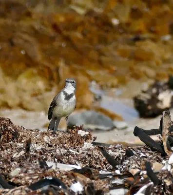 File:Cape Wagtail (Motacilla capensis) (32520481580).jpg