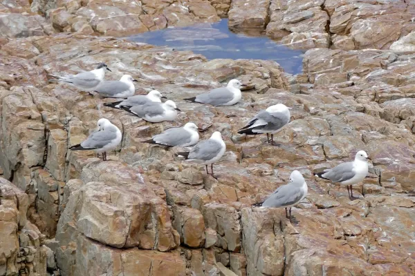 File:Hartlaub's Gulls (Chroicocephalus hartlaubii) (32046149713).jpg