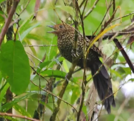 File:Mackenziaena leachii - Large-tailed antshrike (female).jpg