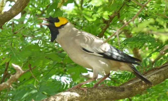 File:Wattled Starling (Creatophora cinerea) (6017306206), crop.jpg