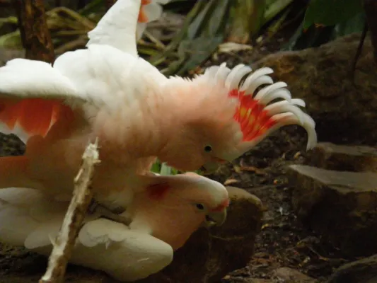 File:Cacatua (Lophochroa) leadbeateri -mating-6.jpg