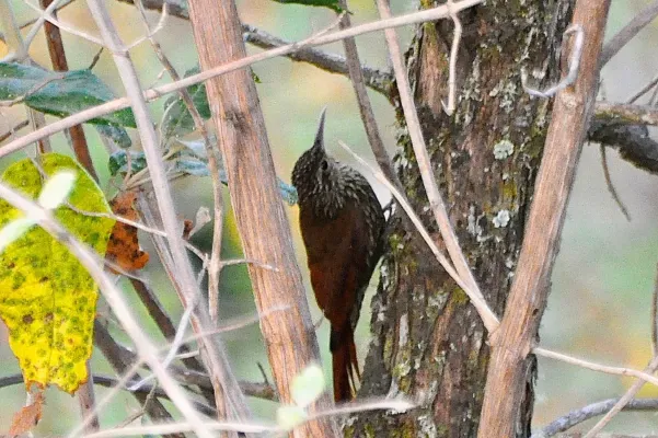File:Lepidocolaptes affinis neglectus.jpg