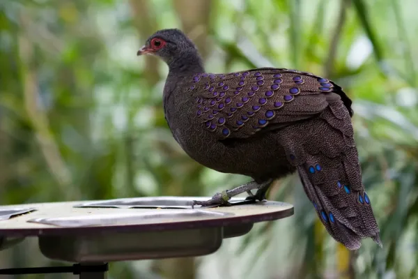 File:Polyplectron germaini -Diergaarde Blijdorp-8.jpg