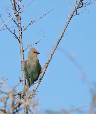 File:Red-faced Mousebird (Urocolius indicus) (32668807280).jpg