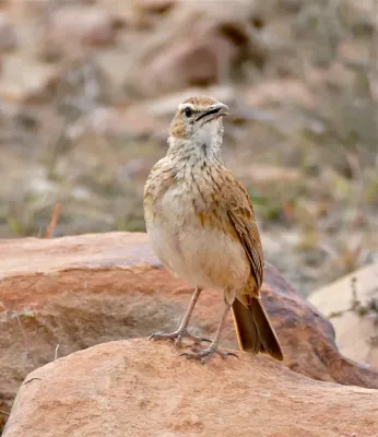 File:Eastern Long-billed Lark (Certhilauda semitorquata) calling ... (32234404763).jpg