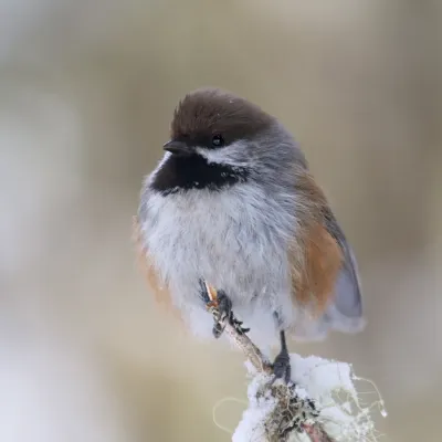 File:Poecile hudsonicus 19.jpg