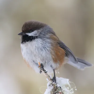 File:Poecile hudsonicus 18.jpg