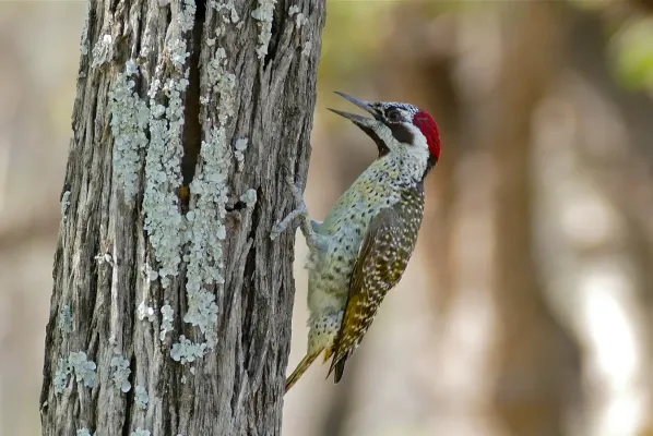 File:Bennett's Woodpecker (Campethera bennettii) female (31321046671).jpg