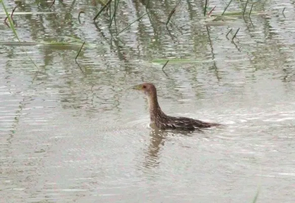 File:Aenigmatolimnas marginalis, Kgomo-kgomo-vleiland, Birding Weto, a.jpg