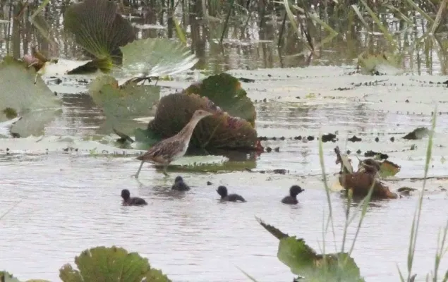 File:Aenigmatolimnas marginalis, haan en kuikens, Kgomo-kgomo-vleiland, Birding Weto, a.jpg