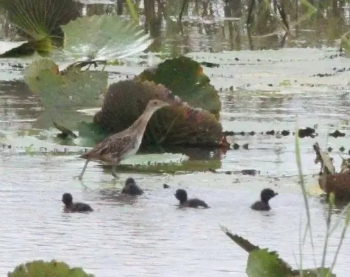 File:Aenigmatolimnas marginalis, haan en kuikens, Kgomo-kgomo-vleiland, Birding Weto, b.jpg