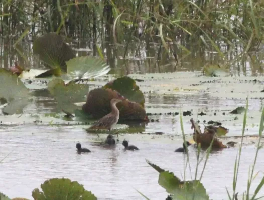 File:Aenigmatolimnas marginalis, haan en kuikens, Kgomo-kgomo-vleiland, Birding Weto, c.jpg
