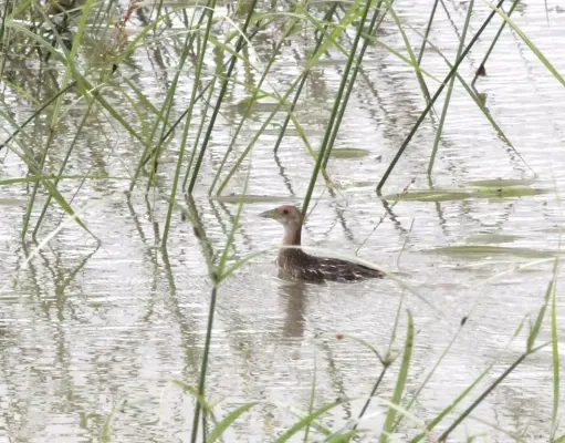 File:Aenigmatolimnas marginalis, haan, Kgomo-kgomo-vleiland, Birding Weto, b.jpg