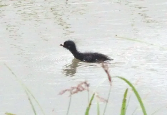 File:Aenigmatolimnas marginalis, kuiken, Kgomo-kgomo-vleiland, Birding Weto, a.jpg