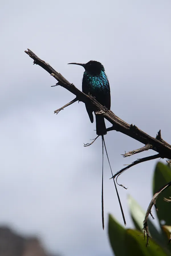 File:Nectarinia johnstoni mtkenya 2.jpg